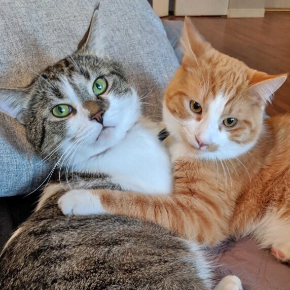 Kitten & Ollie – Pet Patrol