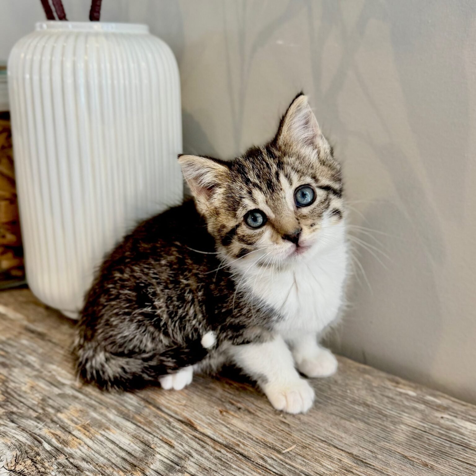 Rumi – Pet Patrol